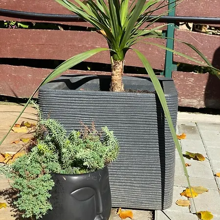 Aloha Hawaii Lak Békésszentandrás